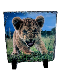 Ardoise Lionceau
