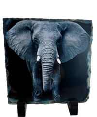 Ardoise Elephant